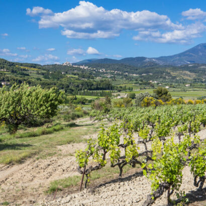 Vineyards of the Ventoux
