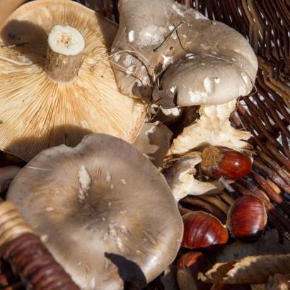 Celebration of mushrooms