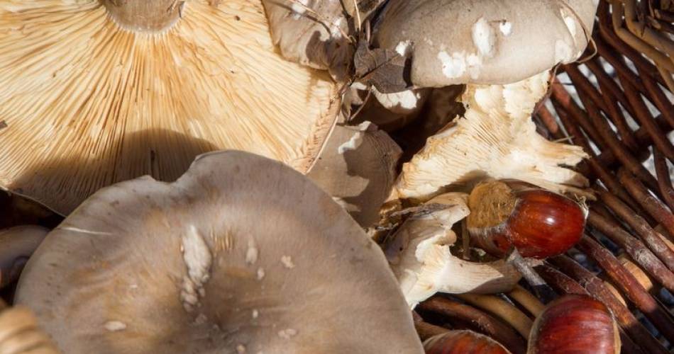 Celebration of mushrooms@@Hocquel VPA