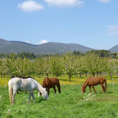 Cheval Enjeu