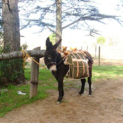 Donkey treks
