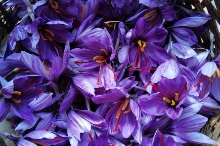 Safran d'Ici - Saffron Farmers