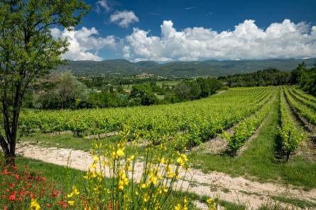 Vineyard trail - Château Saint Pons