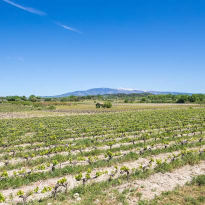 Storytelling visit to Domaine Plein Pagnier