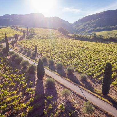 Guided walk in the vineyard and tasting - Les Celliers Amadieu