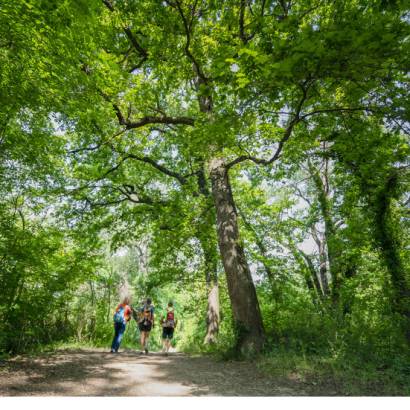 Sentier sur l'Islon Saint Luc