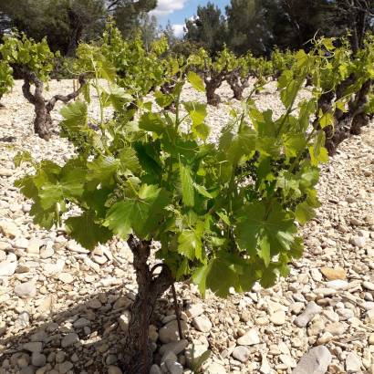 Discovery of the vineyard trail - Domaine Dames de Lune