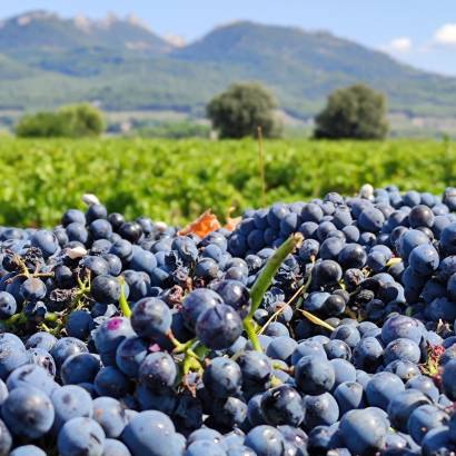 Walk, brunch and tasting - Domaine Vallis Petra