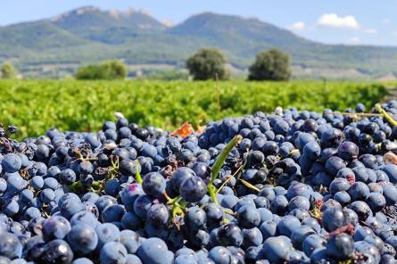 Walk, brunch and tasting - Domaine Vallis Petra