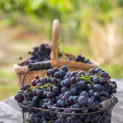 Festival Ventoux Saveurs: Fruit picking in orchards
