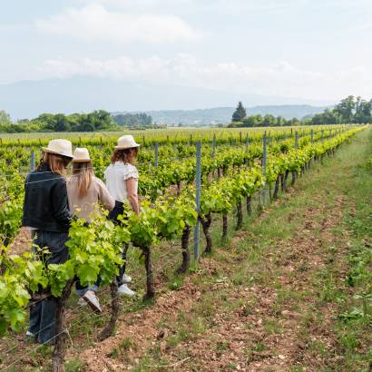 Ventoux Saveurs Festival: The Winegrowers’ Trail in the shadow of the Giant of Provence
