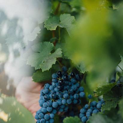 Ventoux Saveurs Festival: Grape harvest experience and picnic tour