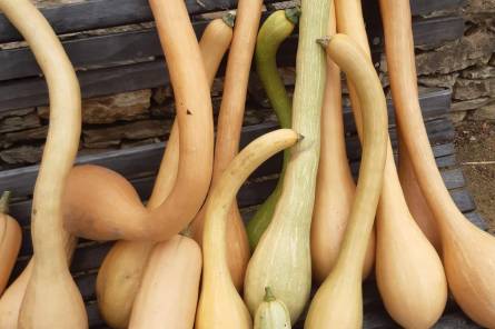 Ventoux Saveurs Festival – From the Basse Fontaine vegetable garden to the plate