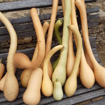 Ventoux Saveurs Festival – From the Basse Fontaine vegetable garden to the plate