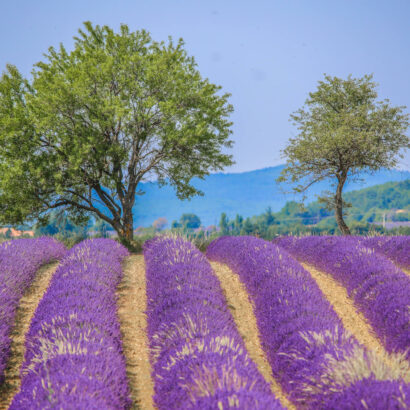 A weekend in lavender country