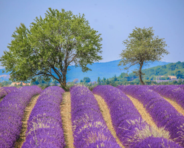 Champ de lavande ©HOCQUEL Alain