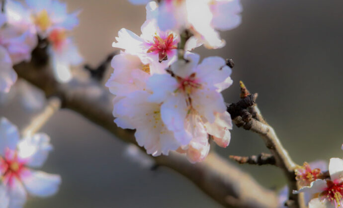 Almond trees-vaucluse