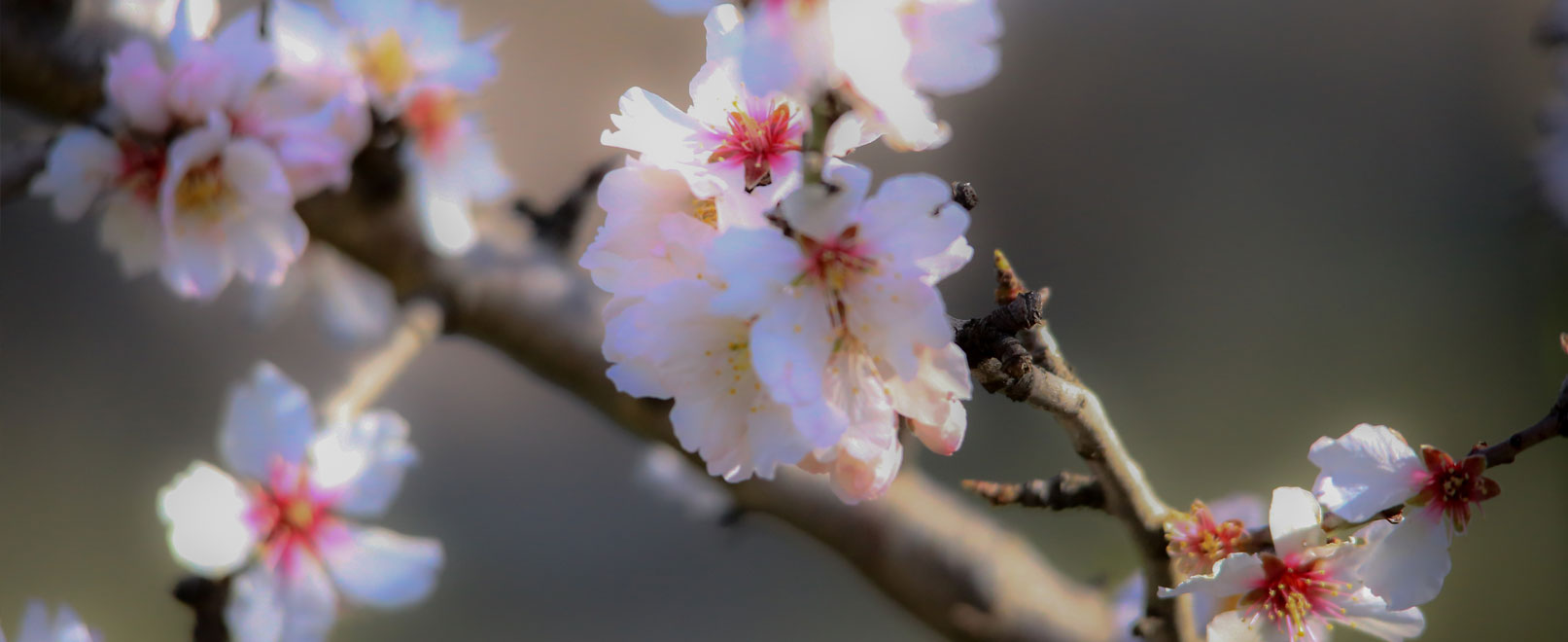 Almond trees-vaucluse © Hocquel