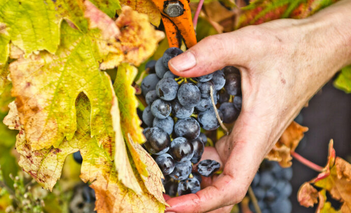 Vaucluse harvests @ Kessler