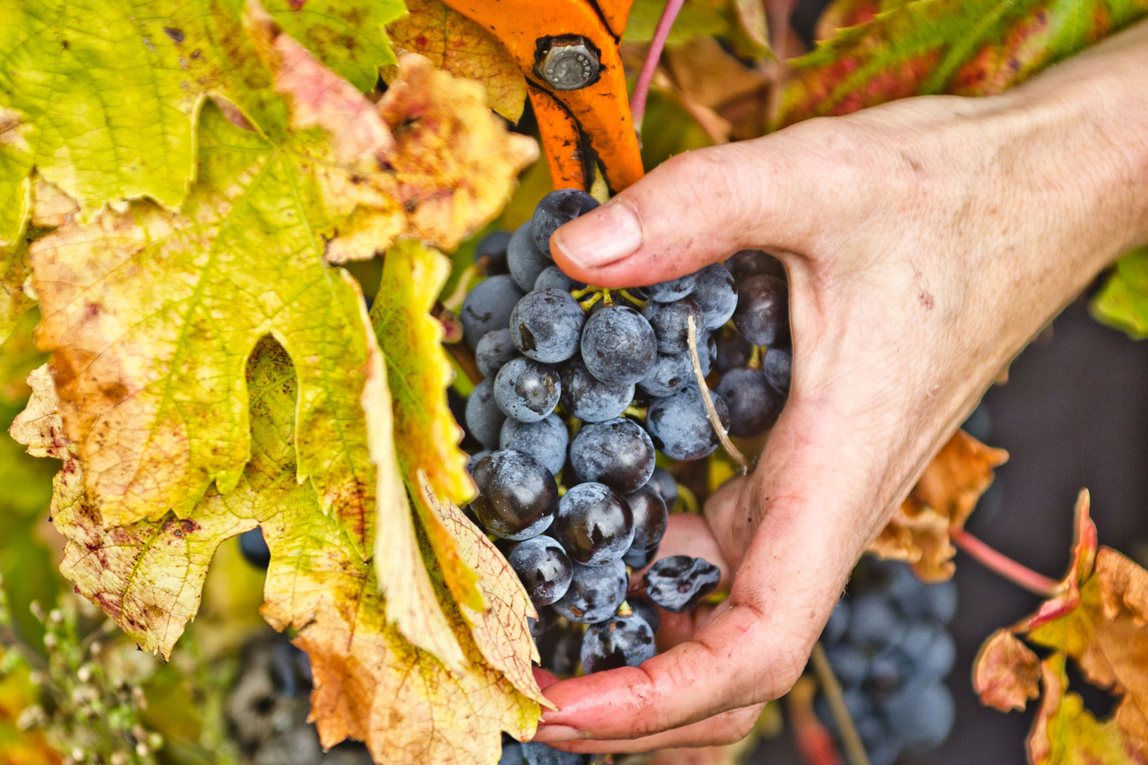 Vaucluse harvests @ Kessler