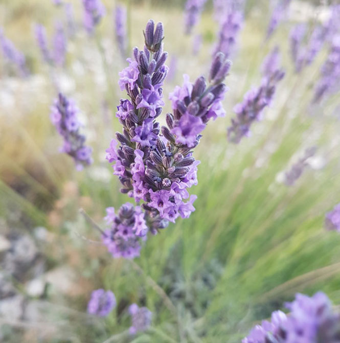 Lavender
