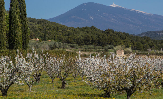 Cherry trees