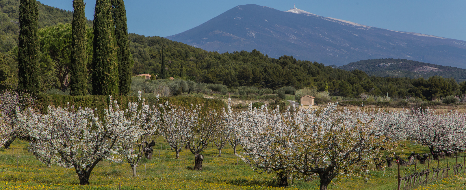Cherry trees © Hocquel