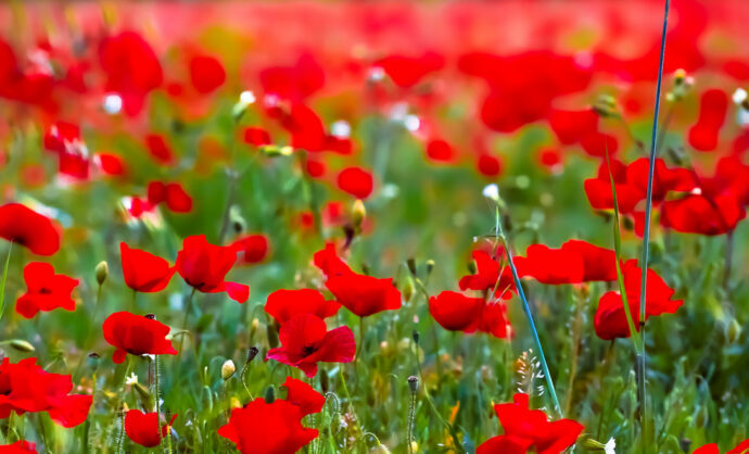 poppy fields in Vaucluse