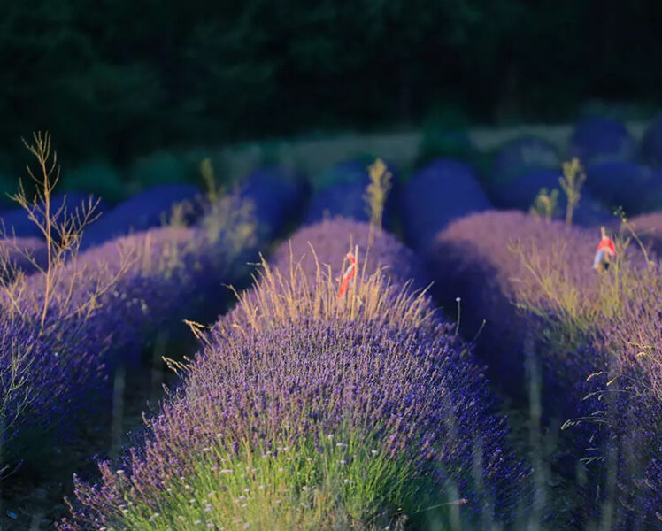 Lavender field