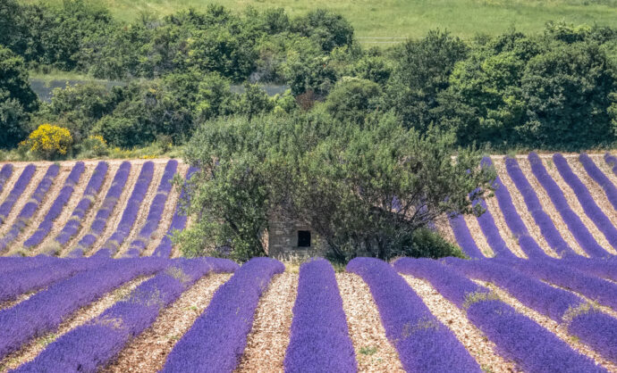 Lavender & lavender fields