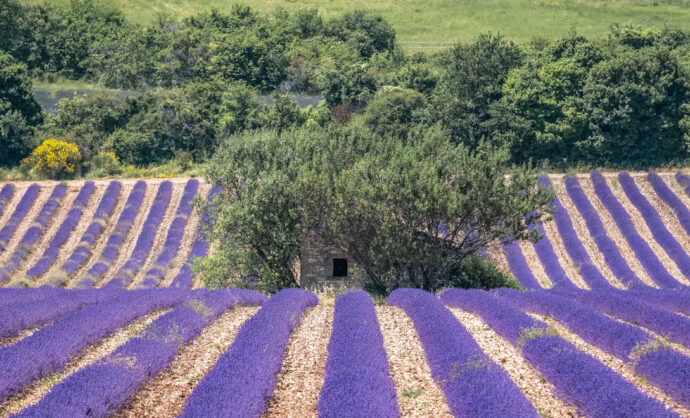Lavender field