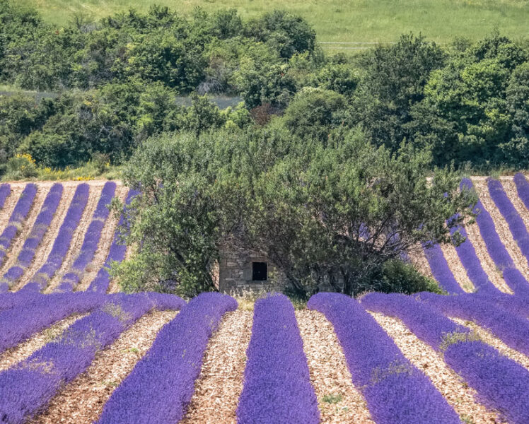 Lavender field