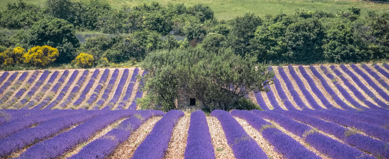 Lavender field © Verneuil