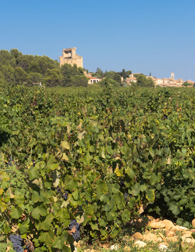 Landscape of Chateauneuf du Pape