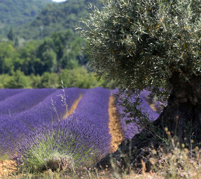 On the plateau between Valréas and Vinsobres