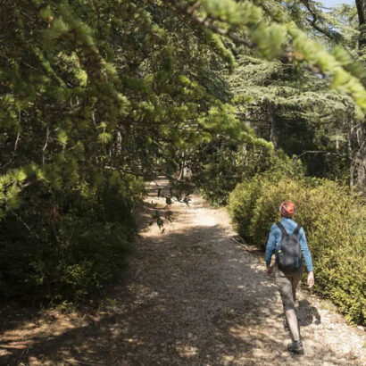 Wow moment in the Cedar forest