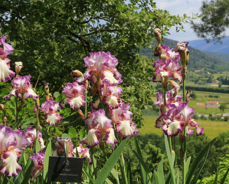 iris