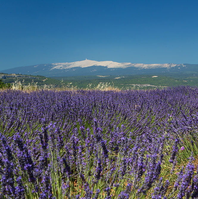 Lavender Ventoux