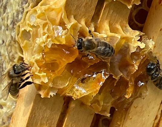 Honey and bees in Vaucluse