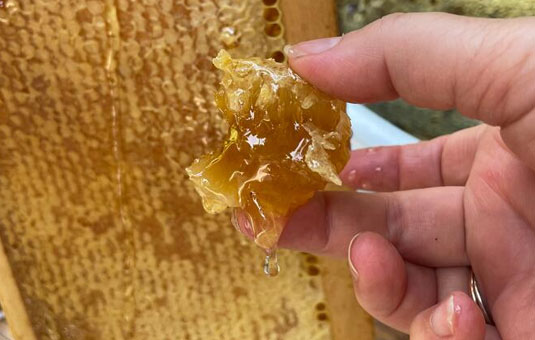 Honey in Vaucluse