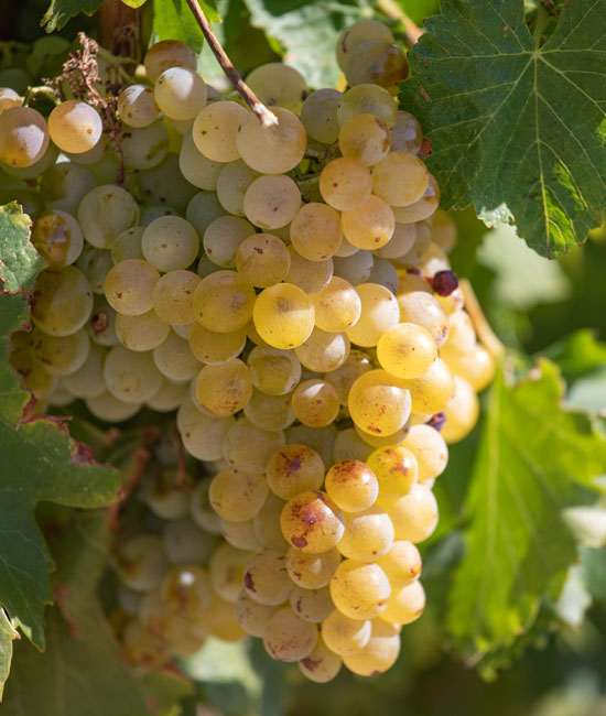 Vaucluse grape varieties. 