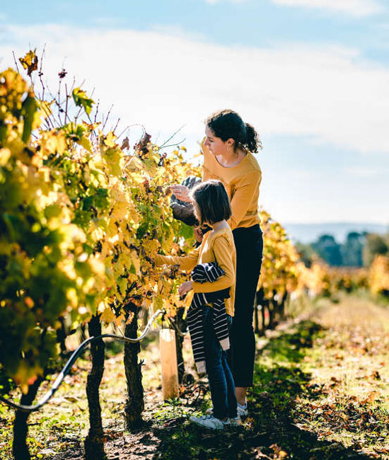 In the vineyards