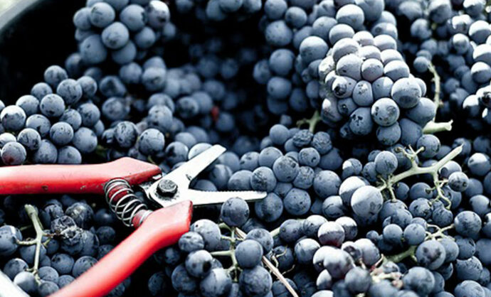 Harvest time in Vaucluse