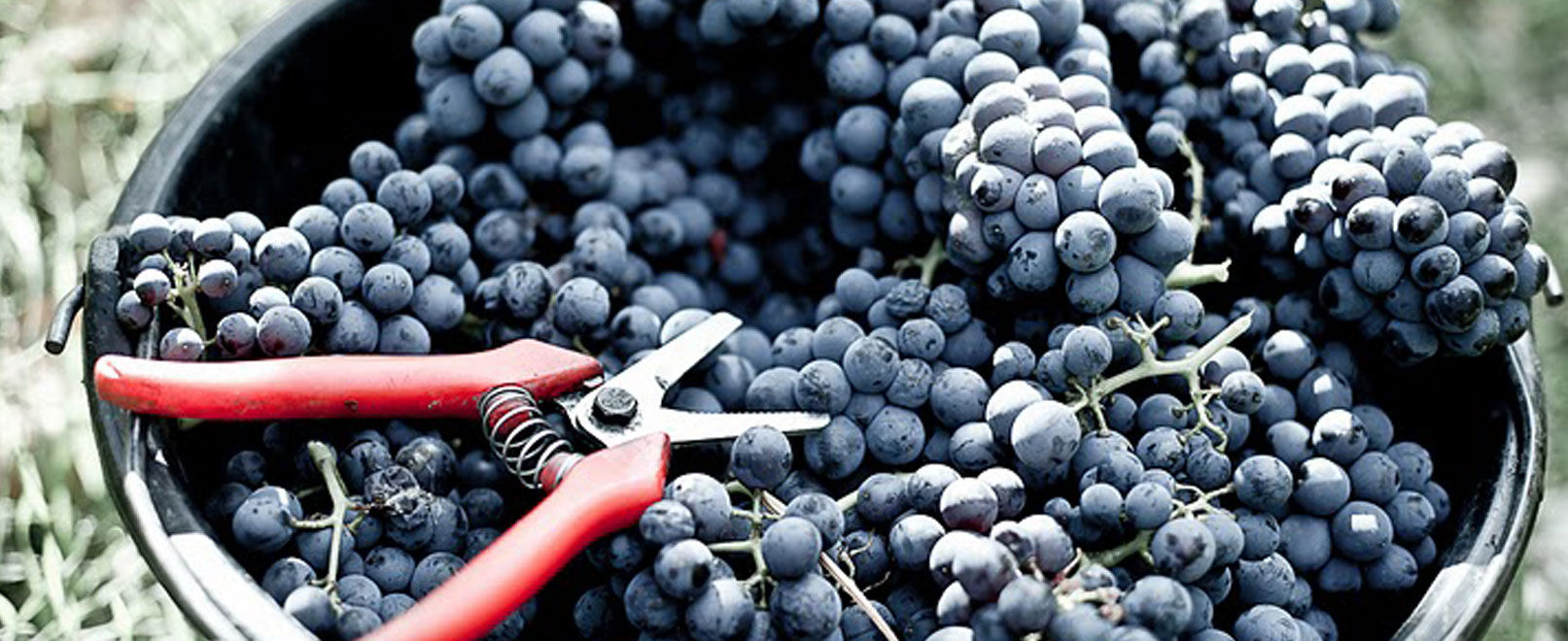 Harvest time in Vaucluse © Chateau-Pesquier