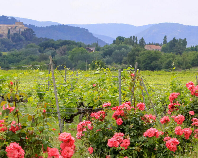 Ansouis vineyards