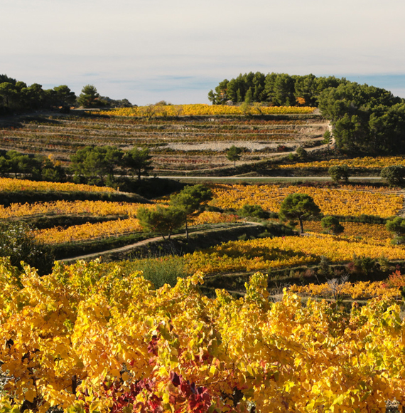 Vignes de l'automne en Vaucluse