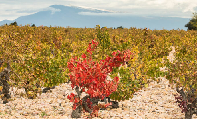 Wines of Vaucluse