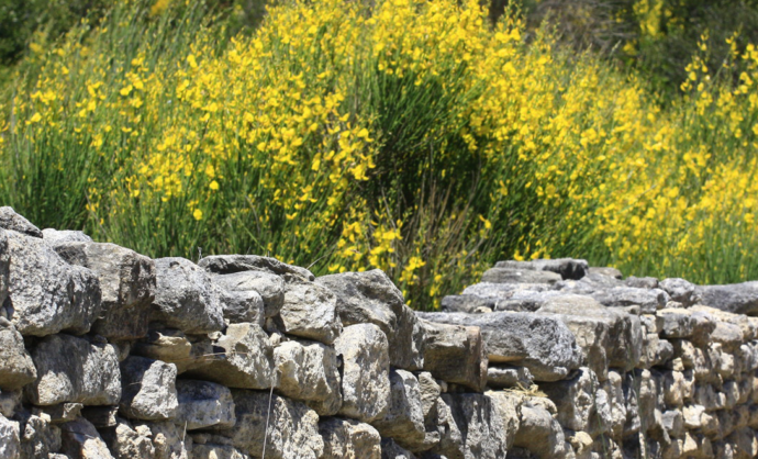 Botanical paths in the Vaucluse