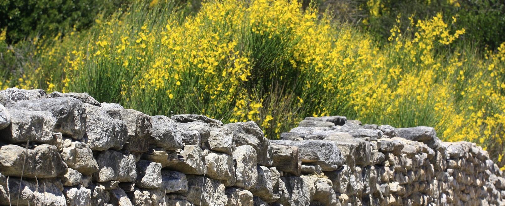 Botanical paths in the Vaucluse © Hocquel