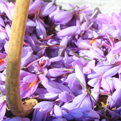 On the Saffron Route in the Vaucluse